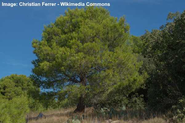 Aleppo Pine Tree (Pinus halepensis)