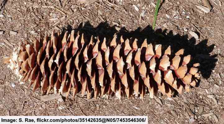 Pinus lambertiana cone