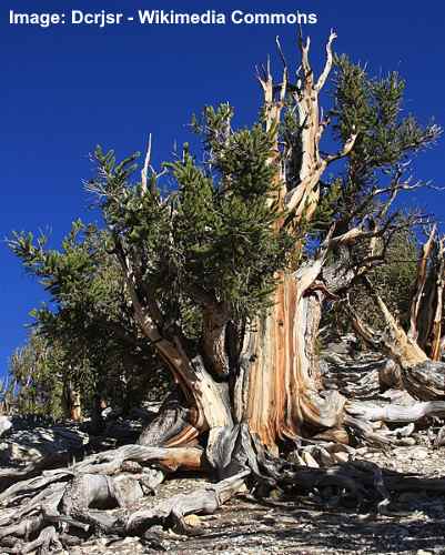 Great Basin Bristlecone Pine Tree (Pinus longaeva)