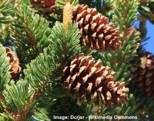 Pinus longaeva cones