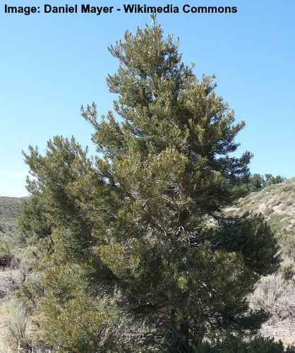 Single-Leaf Pinyon Pine Tree (Pinus monophylla)