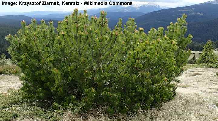 Mugo Pine Tree (Pinus mugo)