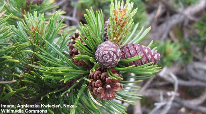 Pinus mugo needles and cones