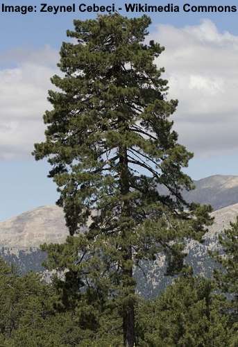 Austrian Pine Tree (Pinus nigra)