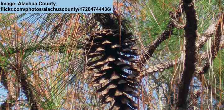 Pinus palustris cone