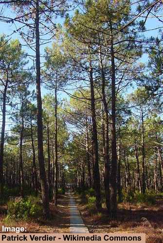 Maritime Pine Tree (Pinus pinaster)