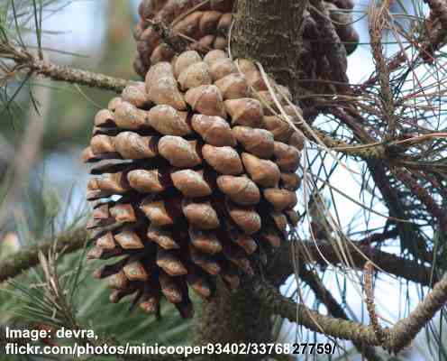 Pinus radiata cone