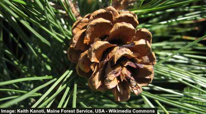 Pinus resinosa cone