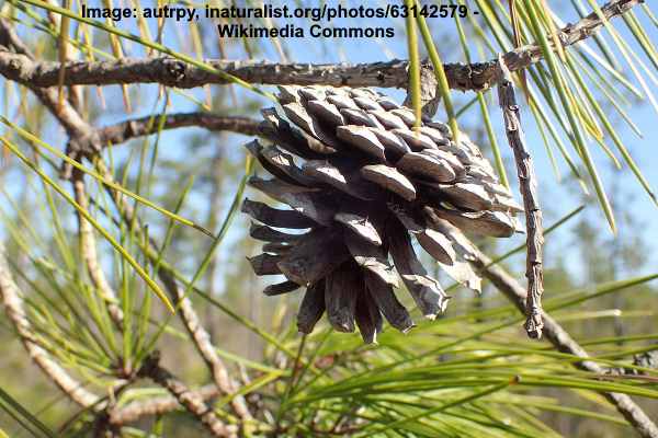 Pinus serotina cone