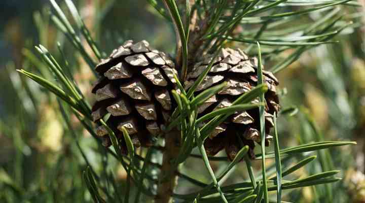 Pinus sylvestris cones