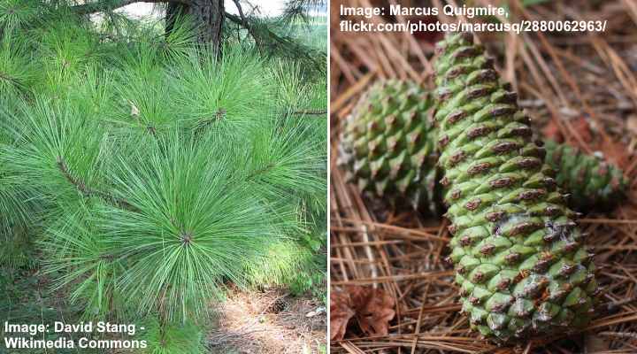 Pinus taeda needles and cones