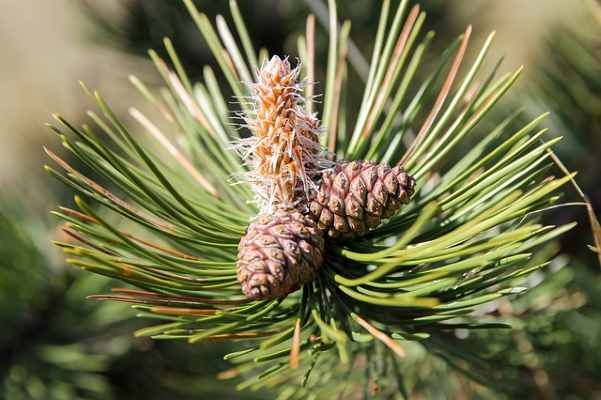 Pinus thunbergii needles and cones