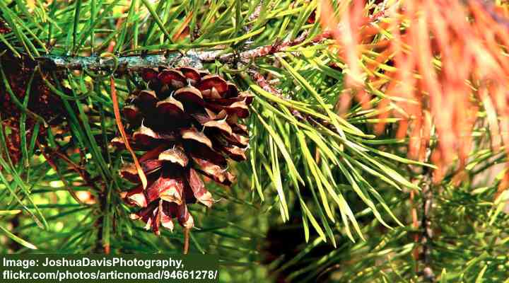 Pinus virginiana needles and cones