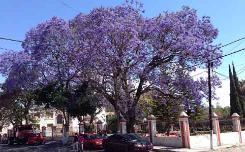 jacaranda