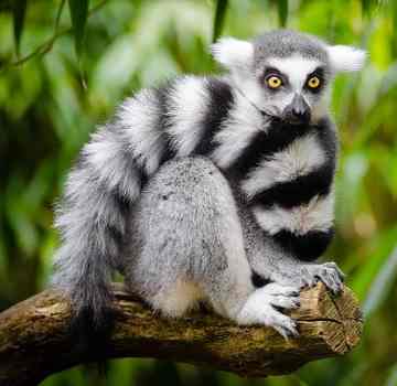Tropical Rainforest Animals Names | Flower and Plant Poems