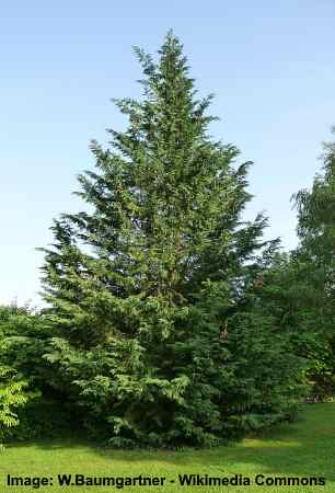 leyland cypress