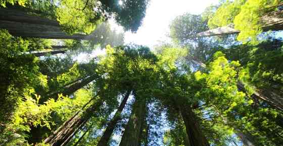 temperate forest tree types