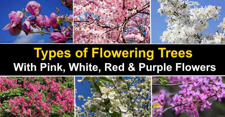 Types of Flowering Trees with Pictures for Easy Identification