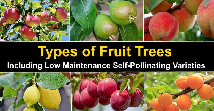 Types of Fruit Trees With Pictures (With Self-Pollinating Types)