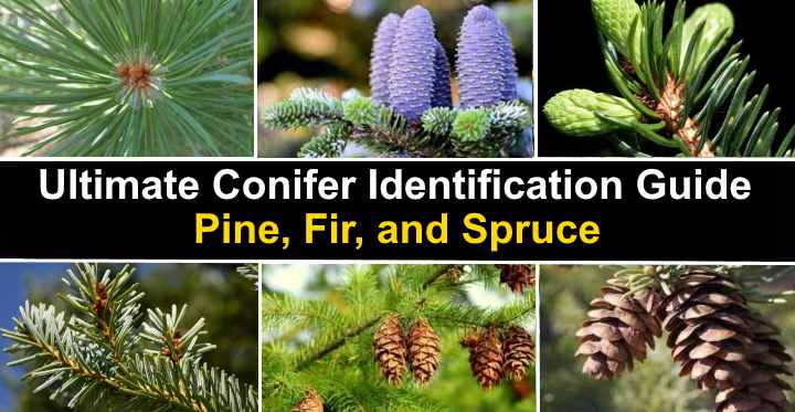 types of conifer trees