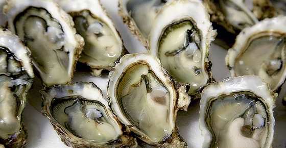 Types of Oysters with Their Flavor and Picture (Ultimate Guide)