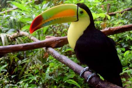 Tropical Rainforest Animals And Plants With Pictures And Names
