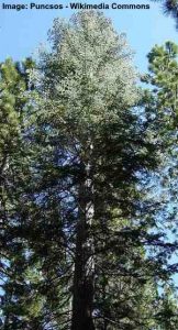 Types of Fir Trees with Identification Guide and Pictures