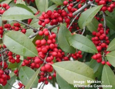 are little red berries poisonous to dogs