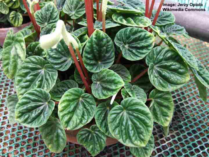 Peperomia Caperata How To Care For Ripple Peperomia Emerald Red Silver