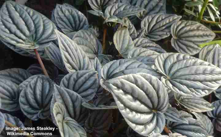 Peperomia griseoargentea