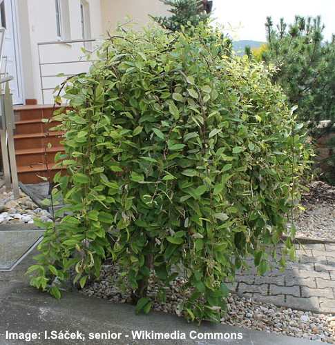 Dwarf Weeping Willow ‘Kilmarnock’ (Salix caprea ‘Kilmarnock’)