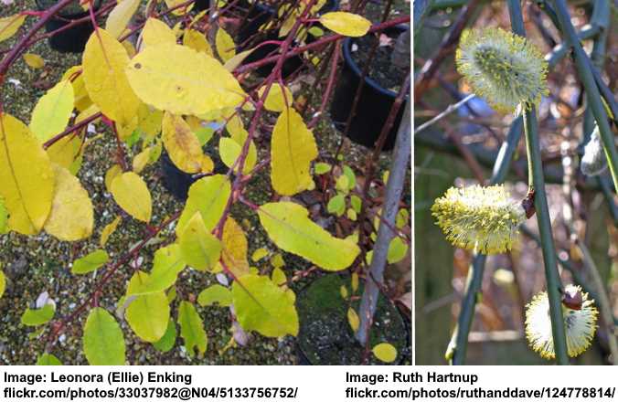 Salix caprea ‘Kilmarnock’