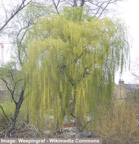 Weeping Golden Willow (Salix × sepulcralis 'Chrysocoma')