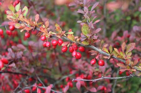 are little red berries poisonous to dogs