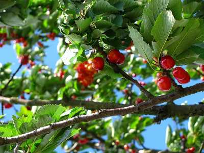 Црвено шиљасто нејестиво воће са црвеног дрвета са црвеним листовима