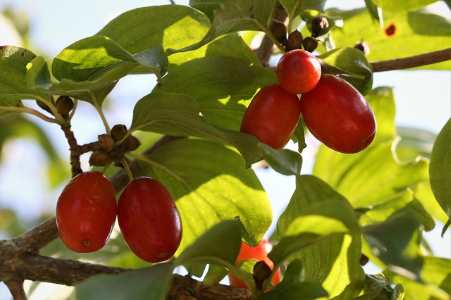 Małe czerwone drzewo owocowe jagodowe