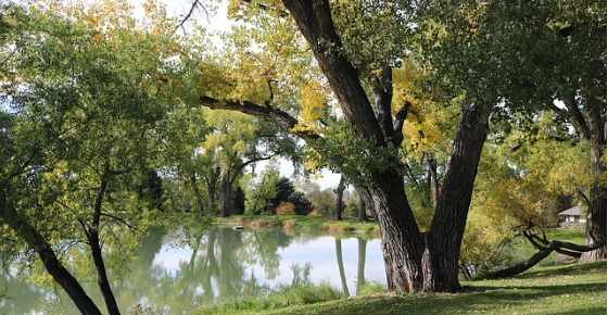 Cottonwood Trees Identification