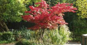 Small Trees for Landscaping Backyard, Front Yard, Small Spaces