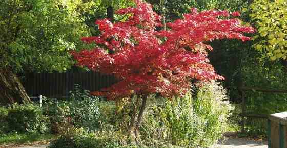 10 Trees To Plant In Backyards Big Or Small Homes To Love