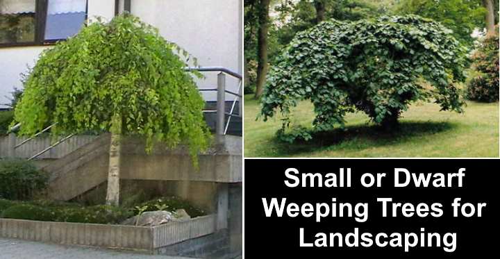 dwarf weeping flowering trees