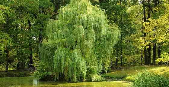 Types Of Willow Trees Weeping Shrubs Dwarf And More,What Does Plumb Mean In Building