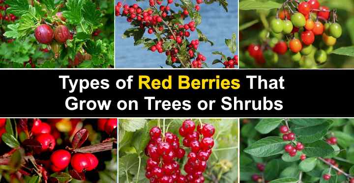 Types Of Red Berries That Grow On Trees Or Shrubs Identification Guide