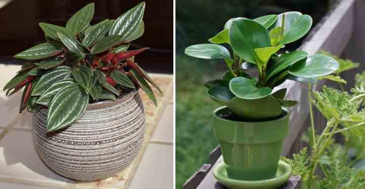 Radiator Plants care and varieties