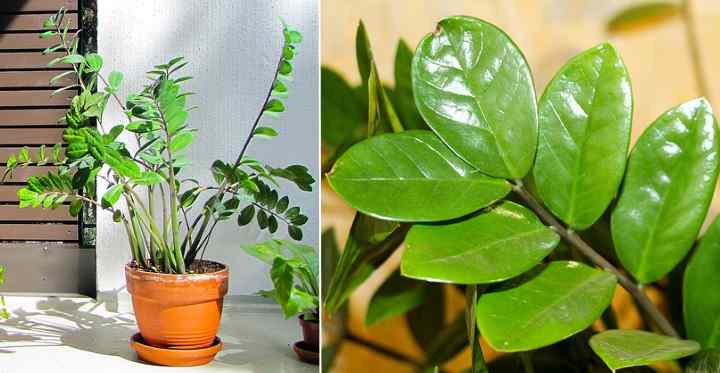 dark bathroom plants