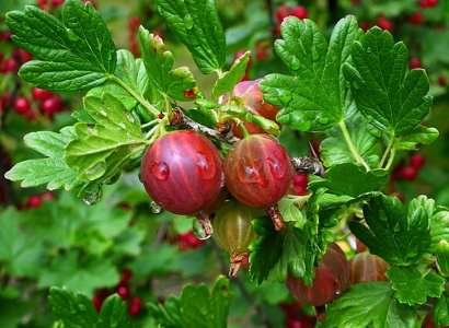 36 Shrubs With Red Berries: Identification Guide (With Pictures)