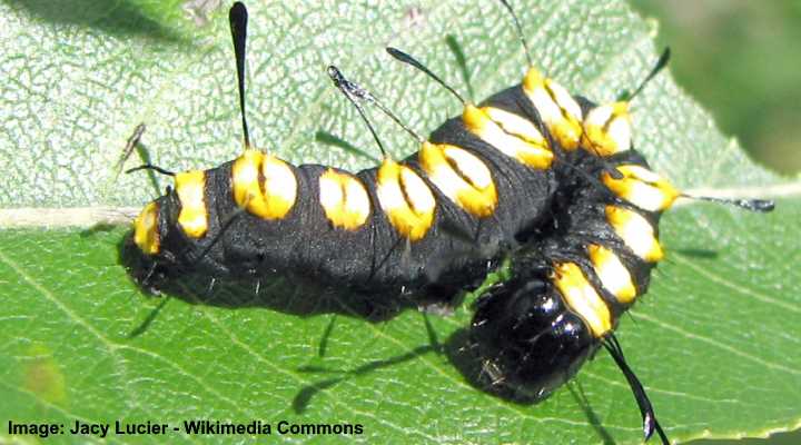 Funerary Dagger Moth Caterpillar (Acronicta funeralis)