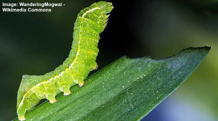 Copper Underwing Moth Caterpillar (Amphipyra pyramidoides)