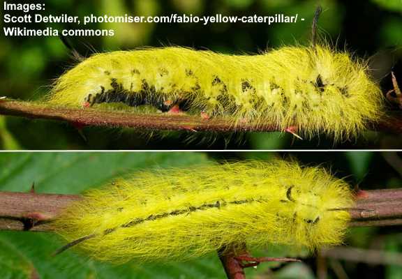 yellow larvae identification