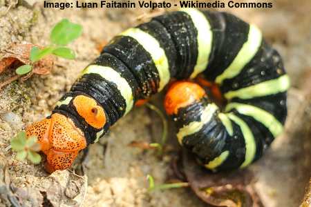 Azalea Caterpillar