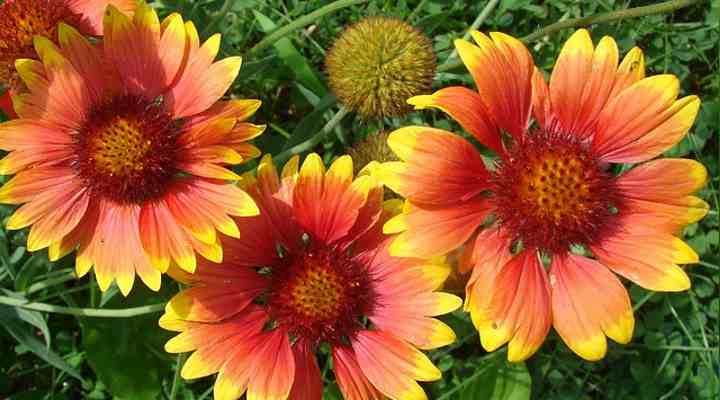 Gaillardia